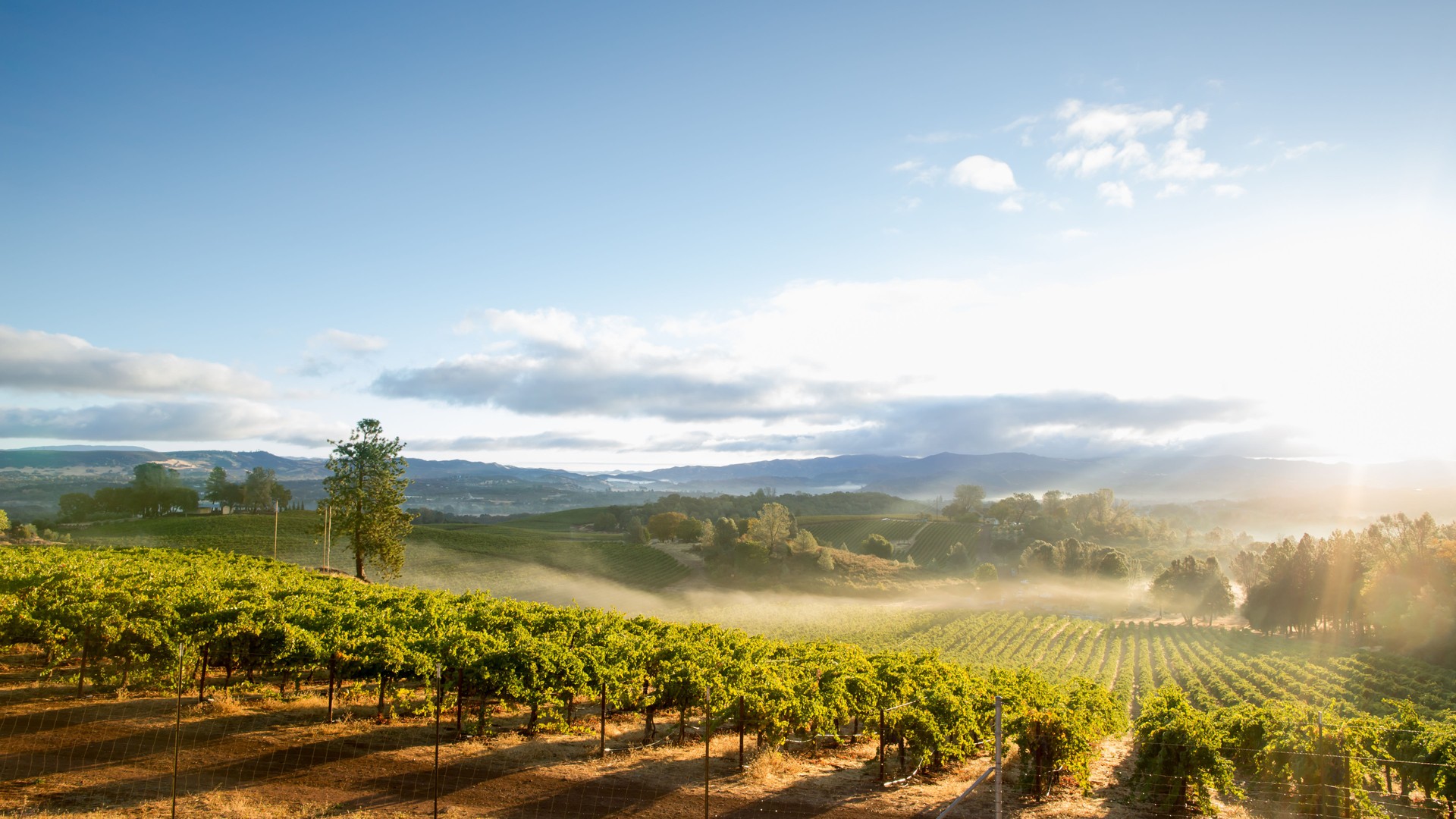Sunrise with morning mist over scenic vineyard in California